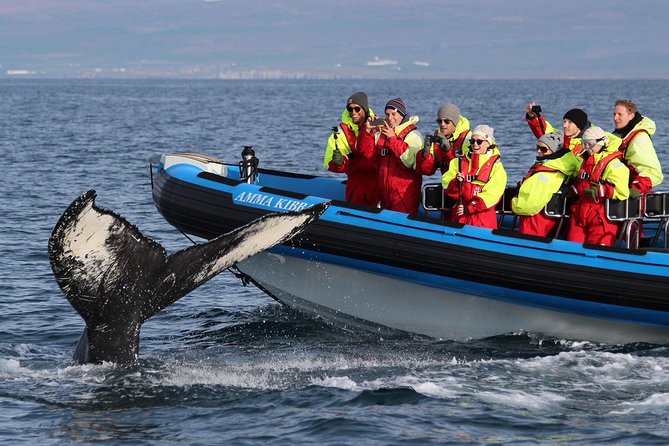 Original Big Whale Safari & Puffins Speedboat Tour from Húsavík - Why the RIB makes a difference