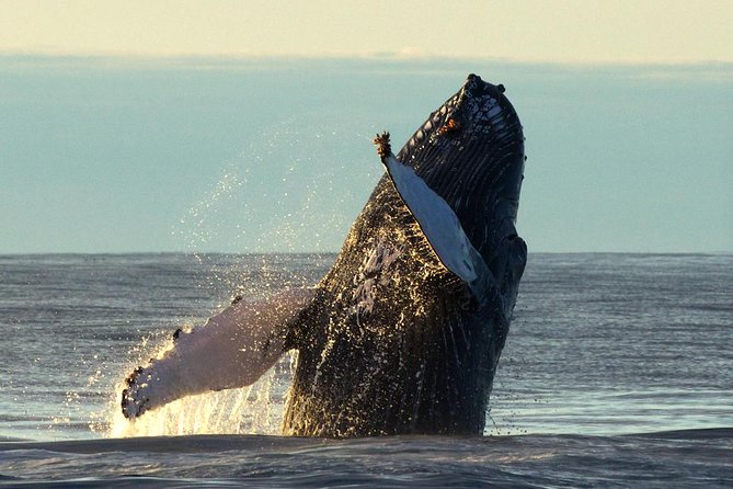 Original Big Whale Safari & Puffins Speedboat Tour from Húsavík - Puffin Island from April 15 through August 15
