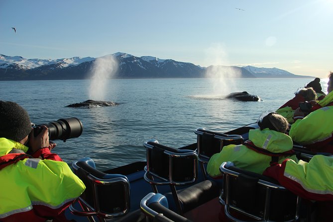 Original Big Whale Safari & Puffins Speedboat Tour from Húsavík - Cold weather, clothing, and comfort
