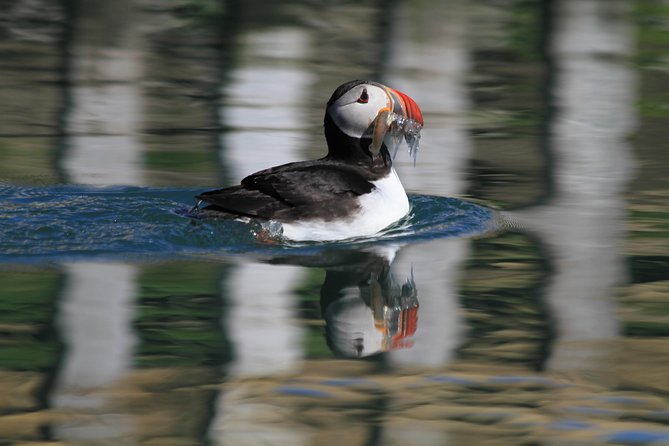 Original Big Whale Safari & Puffins Speedboat Tour from Húsavík - Who will enjoy this Húsavík safari?