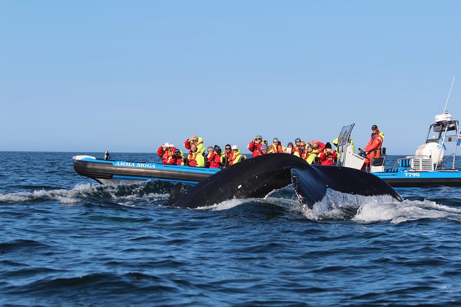 Original Big Whale Safari & Puffins Speedboat Tour from Húsavík - Should you book the Original Big Whale Safari?