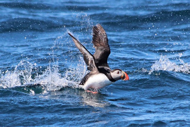 Original Big Whale Safari & Puffins Speedboat Tour from Húsavík - Stop 1: Searching for the bay’s gentle giants