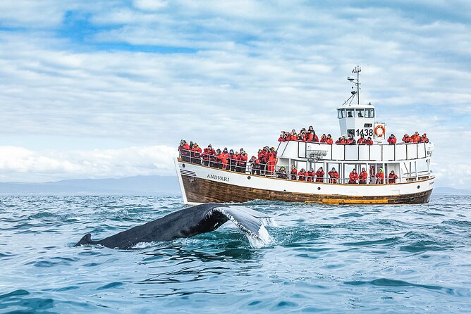 Original Carbon Neutral Whale Watching Tour from Húsavík - Why Húsavík is a fine place to watch whales
