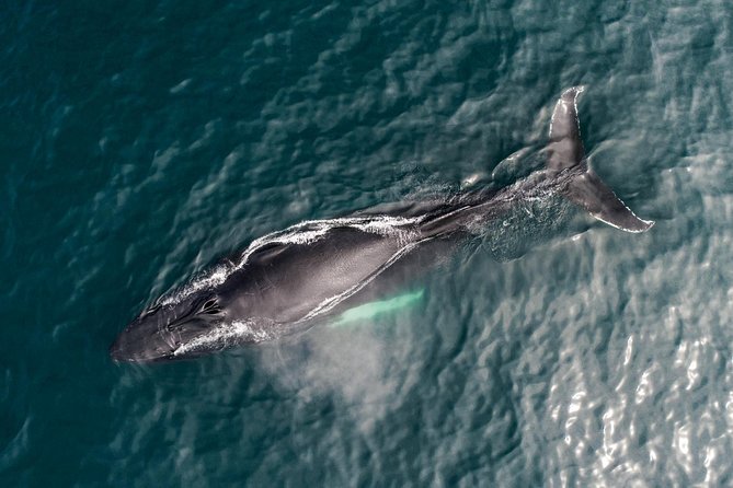 Original Carbon Neutral Whale Watching Tour from Húsavík - How to prepare for a better outing