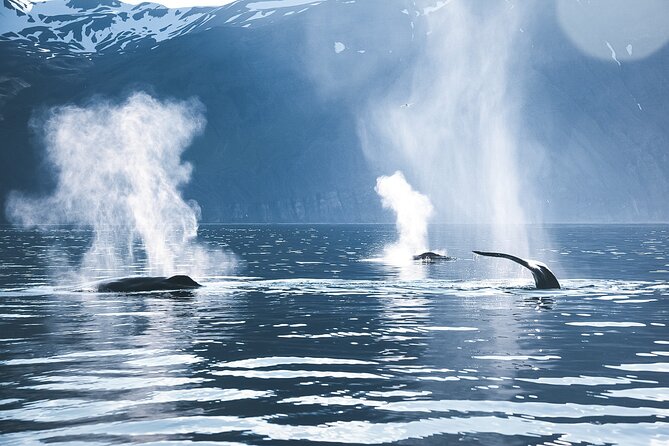 Original Carbon Neutral Whale Watching Tour from Húsavík - Who will enjoy this whale tour most