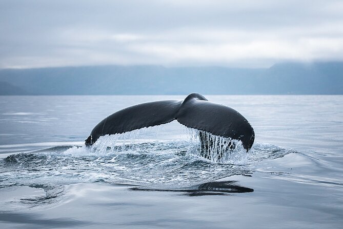Original Carbon Neutral Whale Watching Tour from Húsavík - Should you book North Sailing’s Húsavík tour?