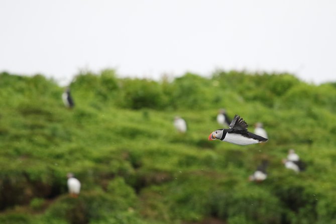 Premium Small-Group Puffin & Bird Watching tour from Reykjavík - Key points to know before you book