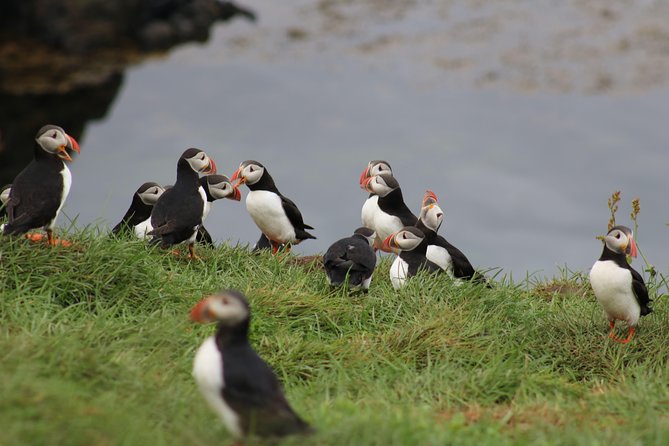 Premium Small-Group Puffin & Bird Watching tour from Reykjavík - Akurey and the nesting islands