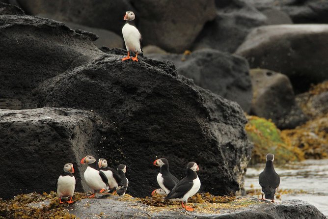 Premium Small-Group Puffin & Bird Watching tour from Reykjavík - Price and what you get for $105.22