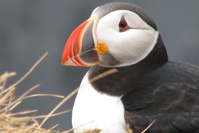 Private Day Trip to the Icelandic South Coast from Reykjavik - Why this private South Coast trip works well
