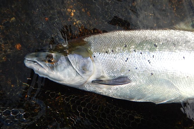 Private Lake and River Fishing Tour from Reykjavik - The drive through Thingvellir National Park