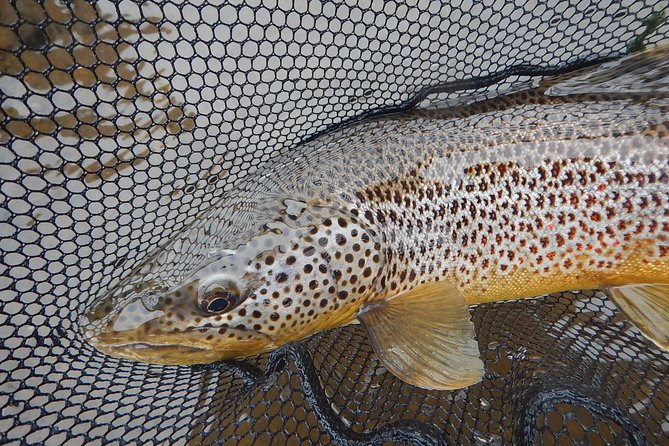 Private Lake and River Fishing Tour from Reykjavik - What the private format really gives you