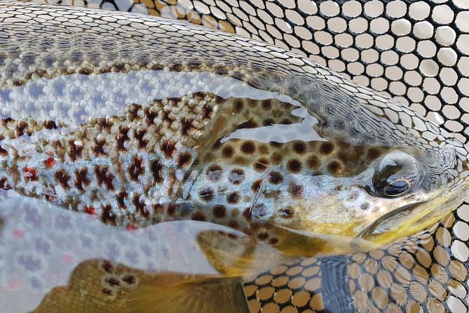 Private Lake and River Fishing Tour from Reykjavik - Why the guide matters for beginners