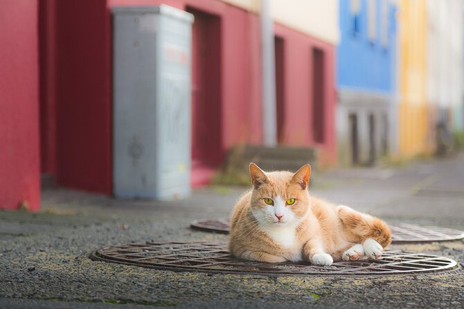 Private Reykjavik Cat Walking Tour - Why this cat walk is different from a standard city tour