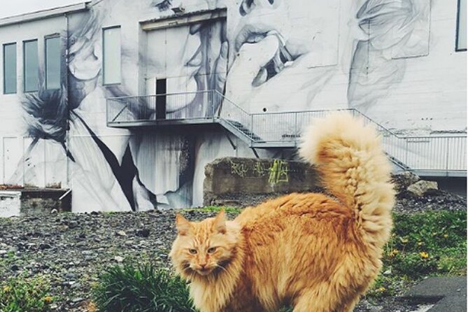 Private Reykjavik Cat Walking Tour - From a resident cat to Laugavegur