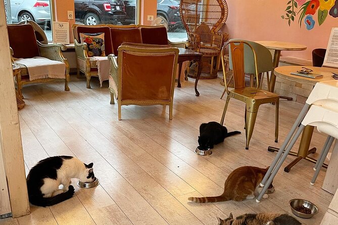 Private Reykjavik Cat Walking Tour - Who will enjoy this Reykjavík experience?