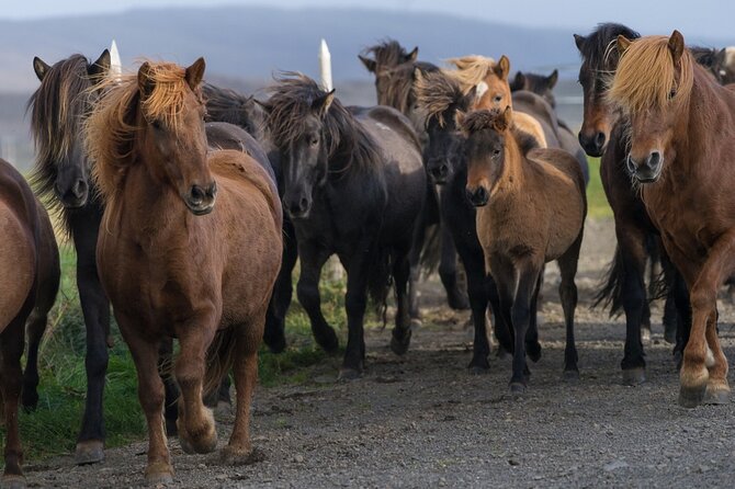 Private Tour: South Coast of Iceland by SUV or Van from Reykjavik - Lunch, timing, and the practical rhythm of the day