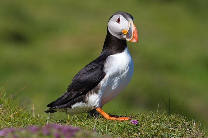 Puffin and Volcano Tour with Ebbi - Key details before you book