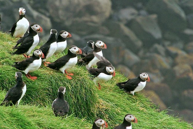 Puffin and Volcano Tour with Ebbi - Elephant Rock and Heimaey’s dramatic coast