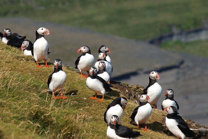 Puffin and Volcano Tour with Ebbi - Stórhöfði, the windiest stop and the biggest puffin colony