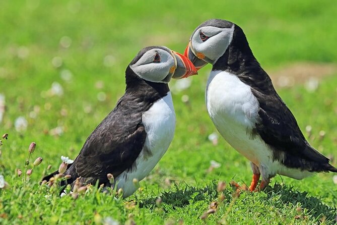 Puffin and Volcano Tour with Ebbi - Eldfell and the volcano that changed the island
