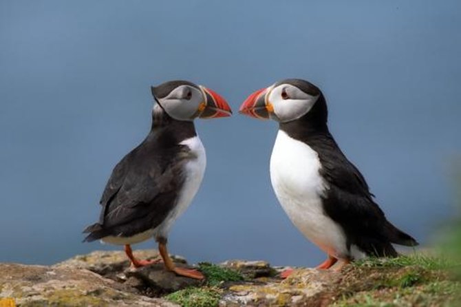 Puffin Cruise with Expert Tour Guide from Reykjavik - Key details before you book