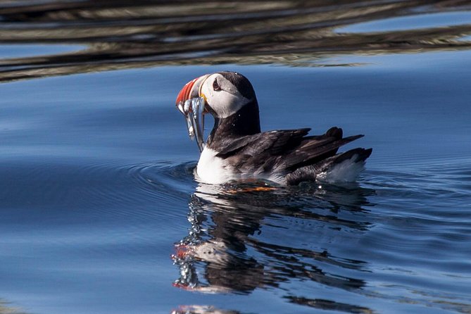 Puffin Cruise with Expert Tour Guide from Reykjavik - The guide can make the hour memorable