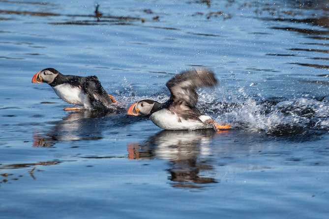 Puffin Cruise with Expert Tour Guide from Reykjavik - Finding a good place to watch