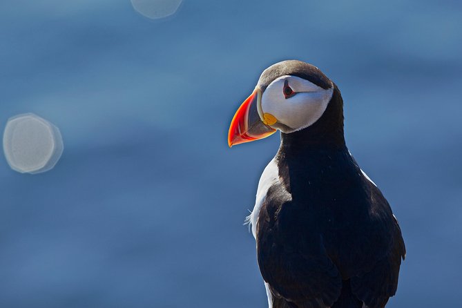 Puffin Cruise with Expert Tour Guide from Reykjavik - Is $63.96 good value for one hour?