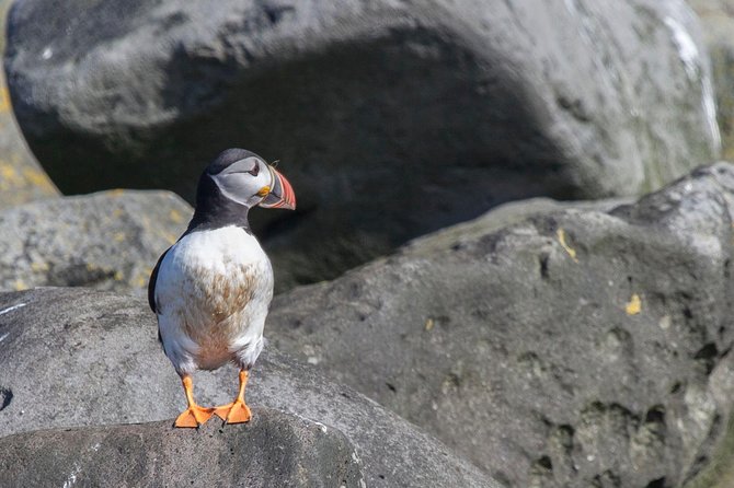 Puffin Cruise with Expert Tour Guide from Reykjavik - The best season for your puffin cruise