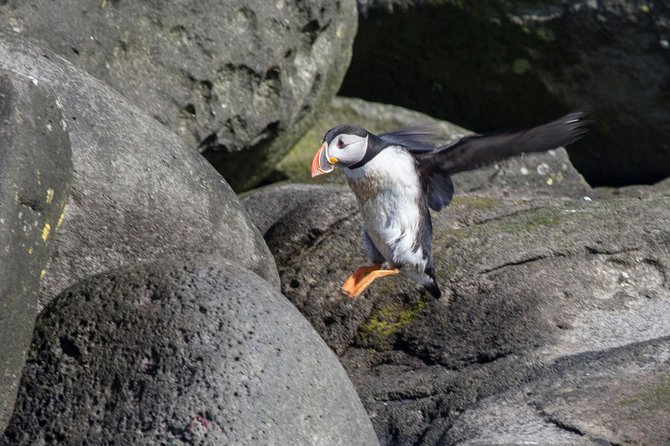 Puffin Cruise with Expert Tour Guide from Reykjavik - Who will enjoy this outing most?