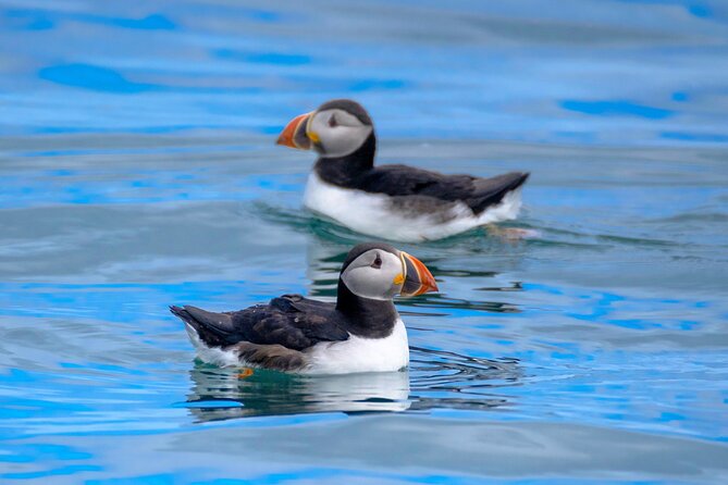 Puffin Watching Speedboat Express - A fast RIB ride with a practical purpose