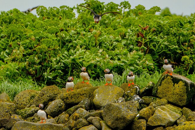 Puffin Watching Speedboat Express - Old Harbour and the run toward Videy Island