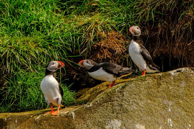 Puffin Watching Speedboat Express - How the guides shape the experience
