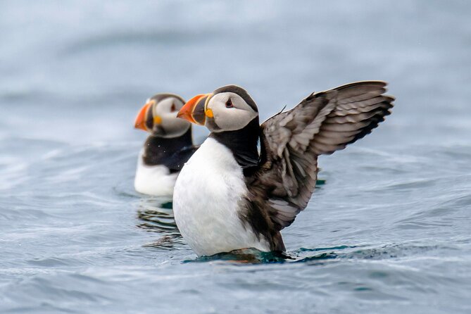 Puffin Watching Speedboat Express - Is $76 good value?