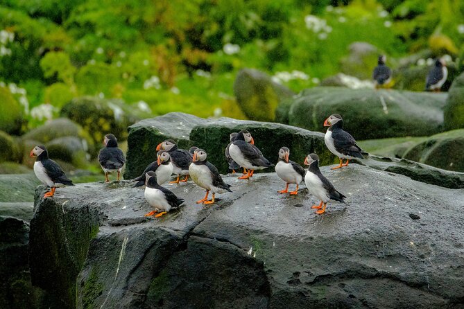 Puffin Watching Speedboat Express - Harpa, Reykjavík, and the changing city view