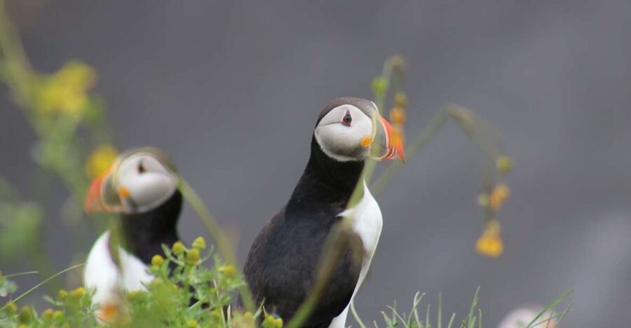 Reykjavik: 1-Hour Puffin Watching Tour - Setting out from Ægisgarður 5