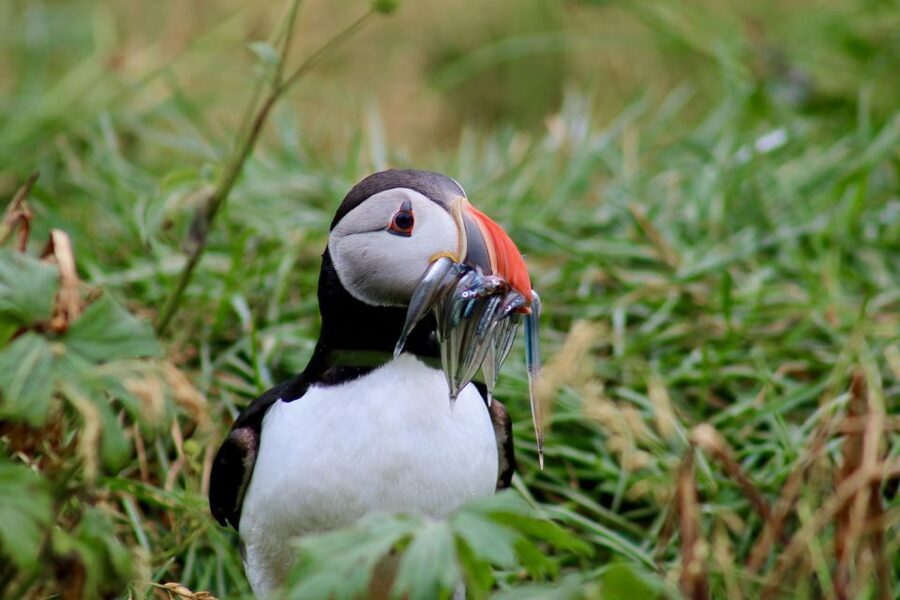Reykjavik: 1-Hour Puffin Watching Tour - Who will enjoy this cruise most?