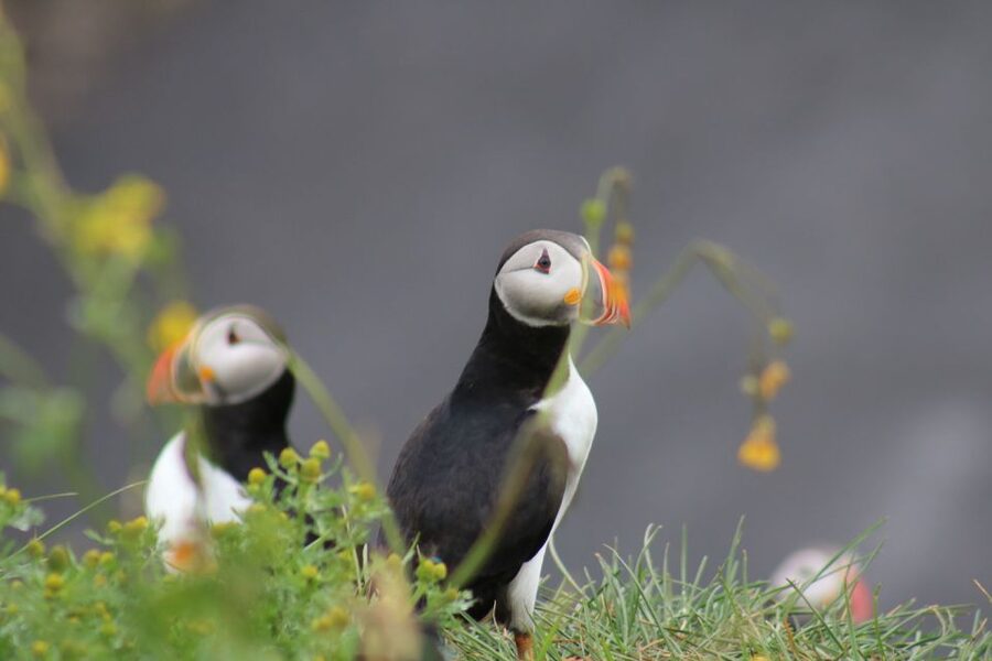 Reykjavik: 1-Hour Puffin Watching Tour - Akurey, Engey, or Lundey: the puffin stop