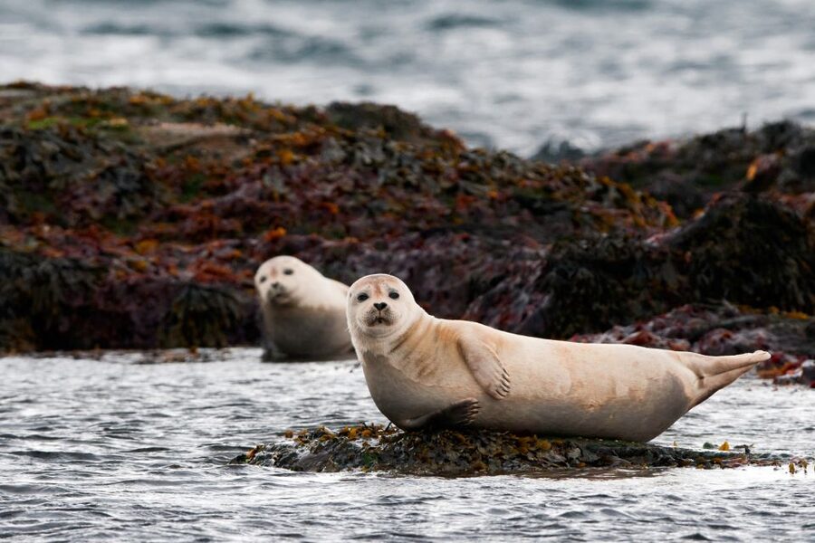 Reykjavik: 2-Day West Tour with Snæfellsnes & Silver Circle - Spending the night in Borgarnes