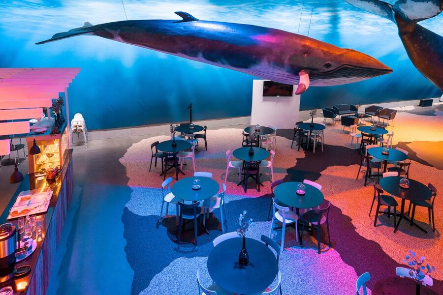 Reykjavik: 2-Hour Northern Lights by Boat with Backup Plan - Is $82 a fair price?