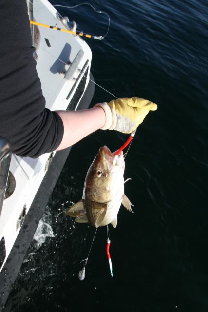 Reykjavik: 3-Hour Sea Angling Gourmet Experience Tour - The catch: cod, haddock, mackerel, and more