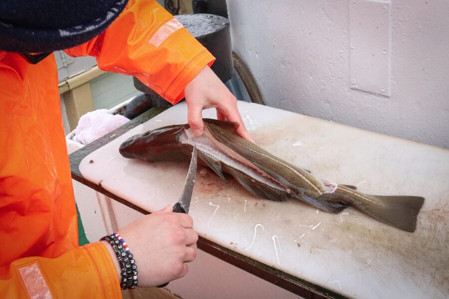 Reykjavik: 3-Hour Sea Angling Gourmet Experience Tour - Leaving Reykjavik for the fishing grounds of Faxaflói
