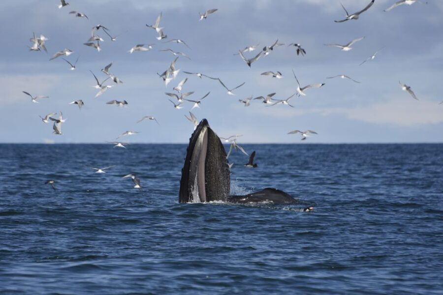 Reykjavik: ATV Ride & Whale Watching Boat Tour - Why combine an ATV ride with whale watching?