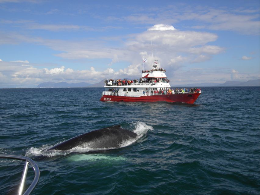 Reykjavik: ATV Ride & Whale Watching Boat Tour - The 9:00 pickup keeps the day moving