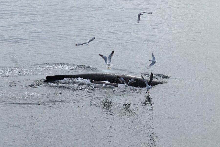 Reykjavik: Best Value Whale Watching Boat Tour - Key points at a glance