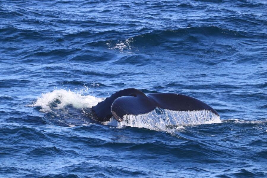 Reykjavik: Best Value Whale Watching Boat Tour - Practical advice before you board