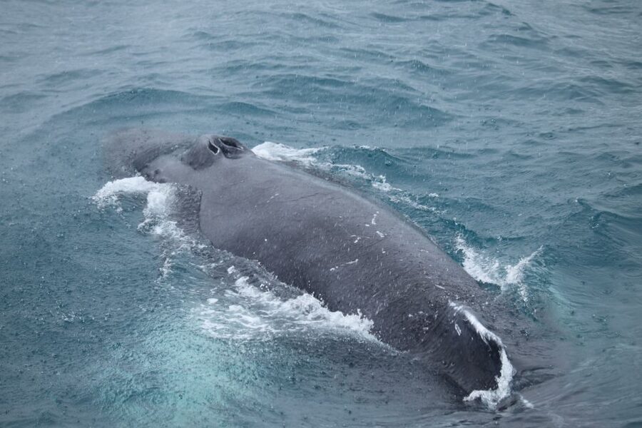 Reykjavik: Best Value Whale Watching Boat Tour - Setting out from Reykjaviks Old Harbour