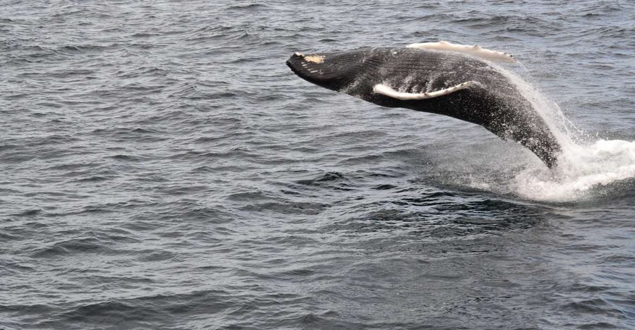 Reykjavik: Best Value Whale Watching Boat Tour - Guides who make the difference