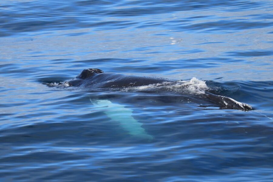Reykjavik: Best Value Whale Watching Boat Tour - Warm clothing, cabins, and onboard comforts